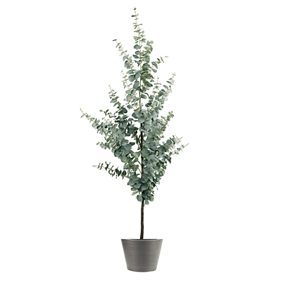 Artificial Eucalyptus Gum Tree 1.8m - Hire
